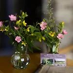 Les Terriers Saint-hubert * Hatrival