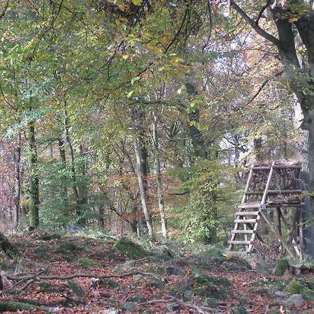 Les Terriers Saint-hubert