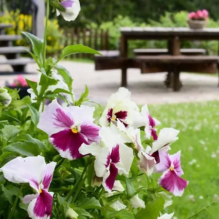 Les Terriers Saint-hubert Hatrival