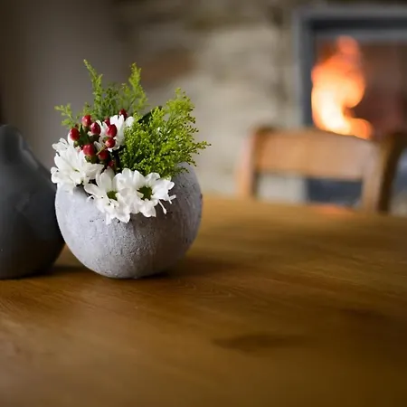 Les Terriers Saint-hubert *