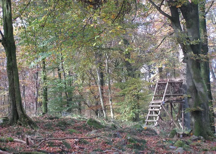 Les Terriers Saint-hubert