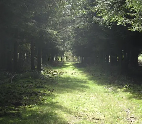 Les Terriers Saint-hubert Hatrival