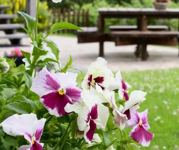 Les Terriers Saint-hubert Hatrival